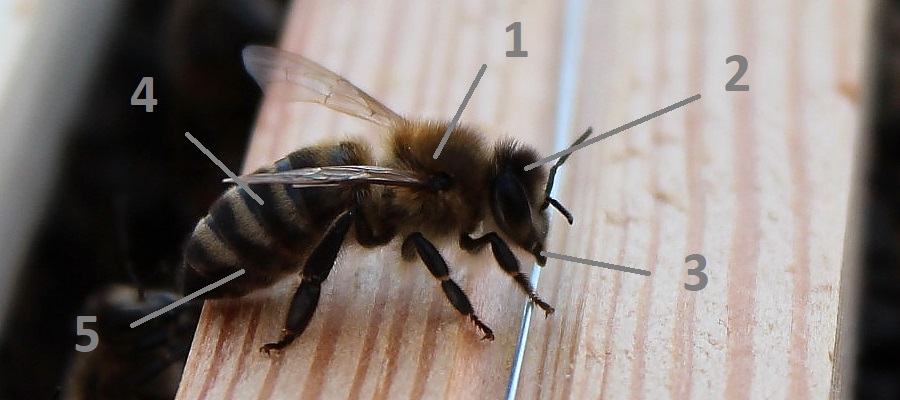 Termoregulacja pszczół