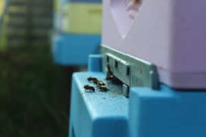 Wlotek do ula - domu pszczół