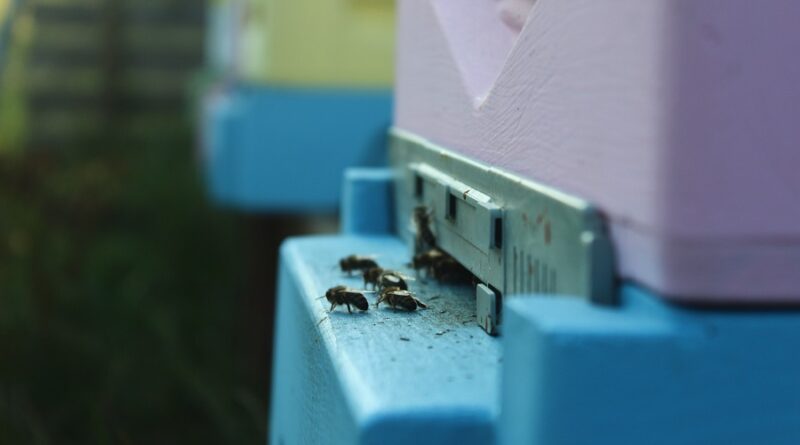 Wlotek do ula - domu pszczół