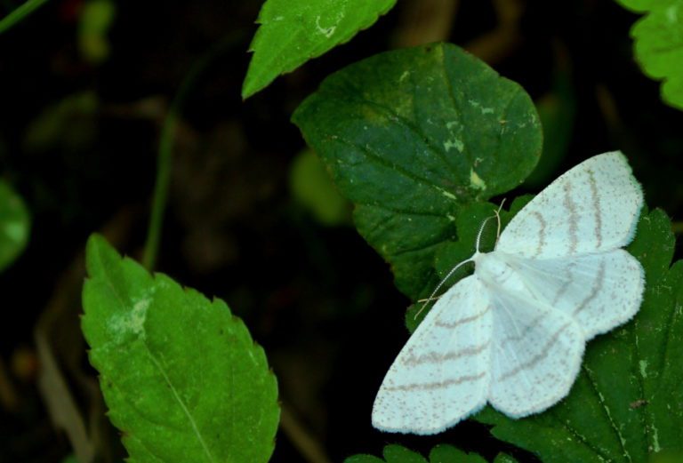 Motyl na liściu