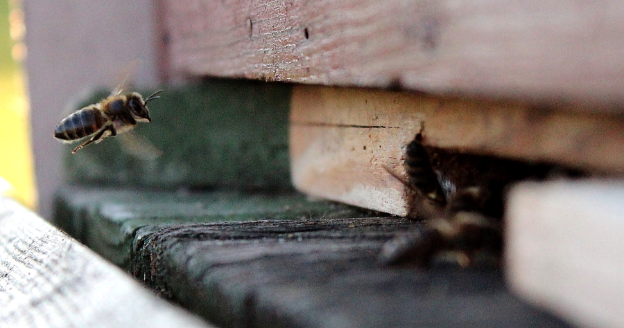 Pszczoła przy wejściu do ula