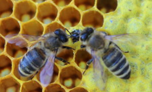 Pszczoły i larwy