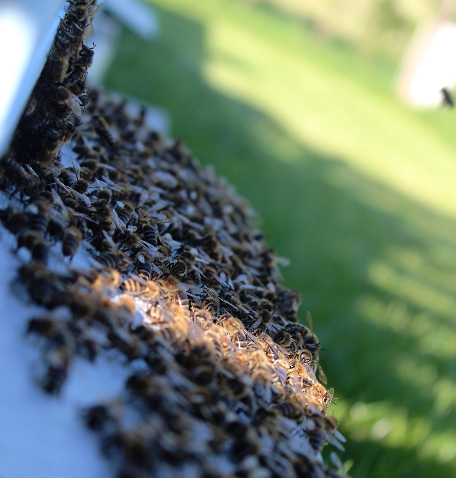 Pszczoły przed rojeniem
