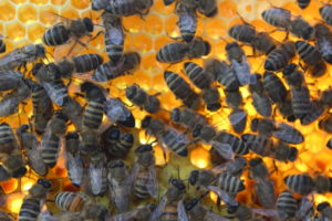 Królowa pszczół