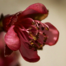 Kwiat brzoskwini