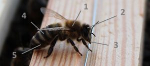 Procesy termoregulacyjne pszczoły