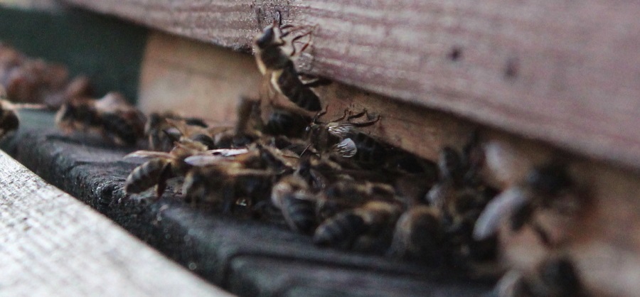 Pszczoły miodne w starym ulu