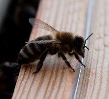 Termoregulacja pszczół