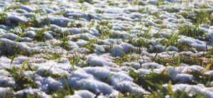 Śnieg na trawie
