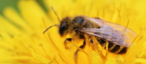 Pszczoła na mniszku