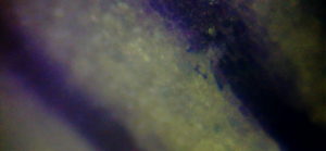 Płatek fiołka wonnego pod mikroskopem