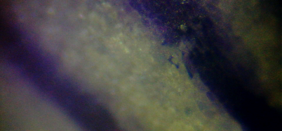 Płatek fiołka wonnego pod mikroskopem