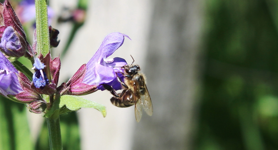 Pszczoła na szałwii lekarskiej