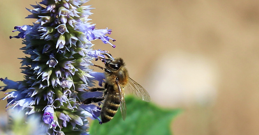 Pszczoła na kwiatostanie mięty