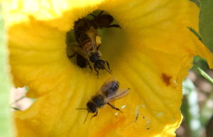 Pszczoły na kwiecie dyni