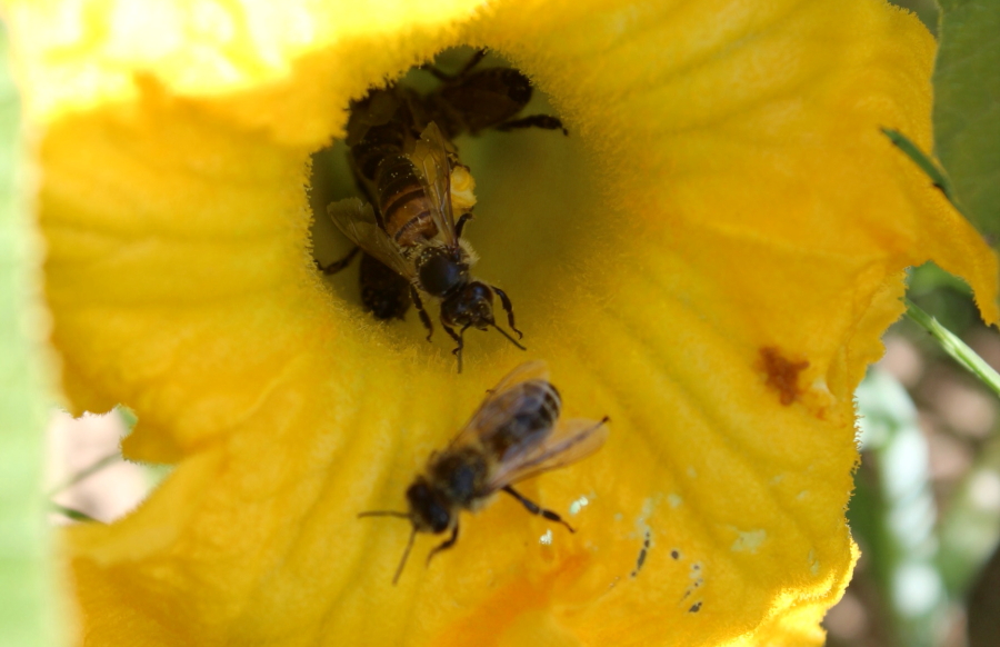 Dynia olbrzymia, pszczoły