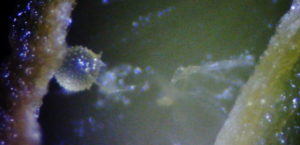 Dynia olbrzymia, pyłek pod mikroskopem