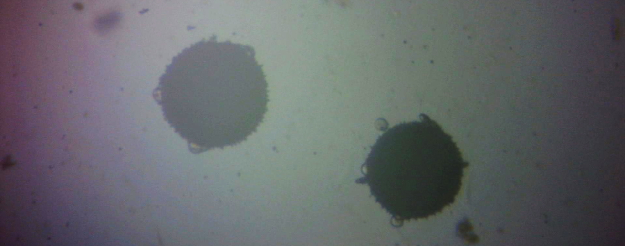 Pyłek dyni pod mikroskopem