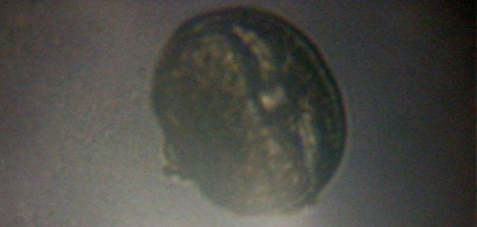 Ziarno pyłku chabra pod mikroskopem