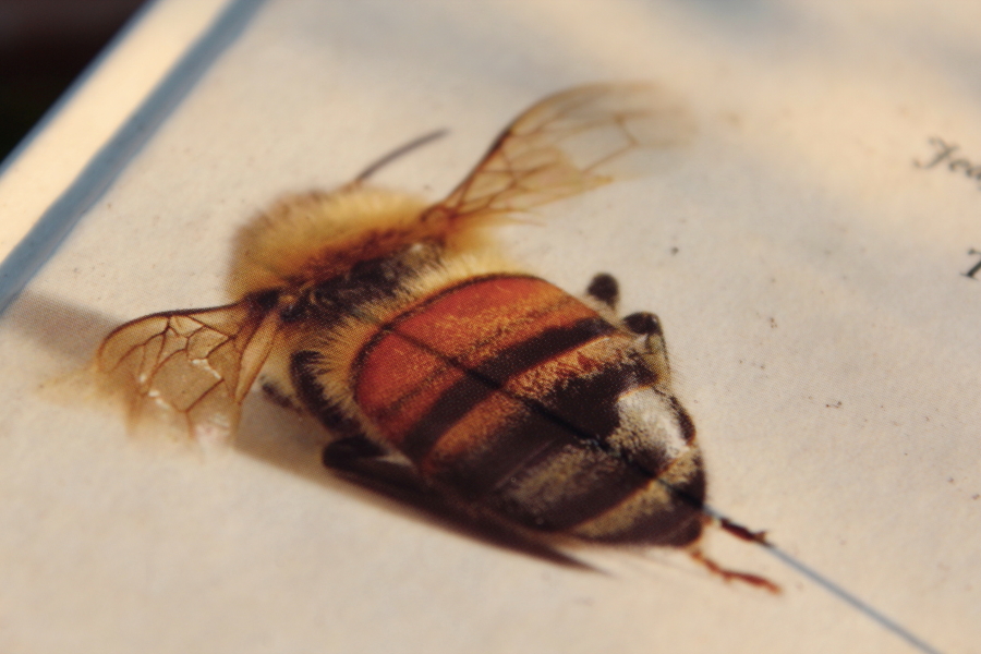 Martwa pszczoła na okładce książki