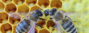 Mloda pszczola