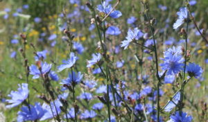 Niebieskie kwiaty na łące