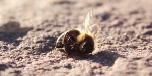 Martwa pszczoła