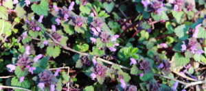 Kwiaty jasnoty purpurowej