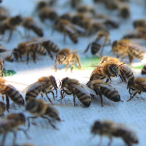 Choroby pszczoły miodnej