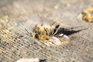 Martwa pszczoła