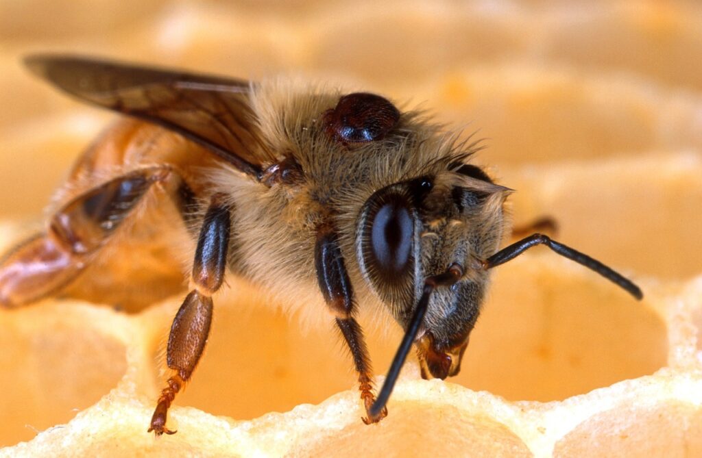 Pszczoła z roztoczem Varroa