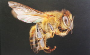 Okładka ksiązki 365 faktów o pszczołach