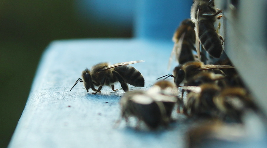 Masowe ginięcie pszczół - CCD