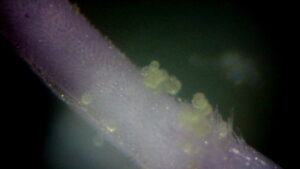 Ostrożeń polny - pyłęk pod mikroskopem