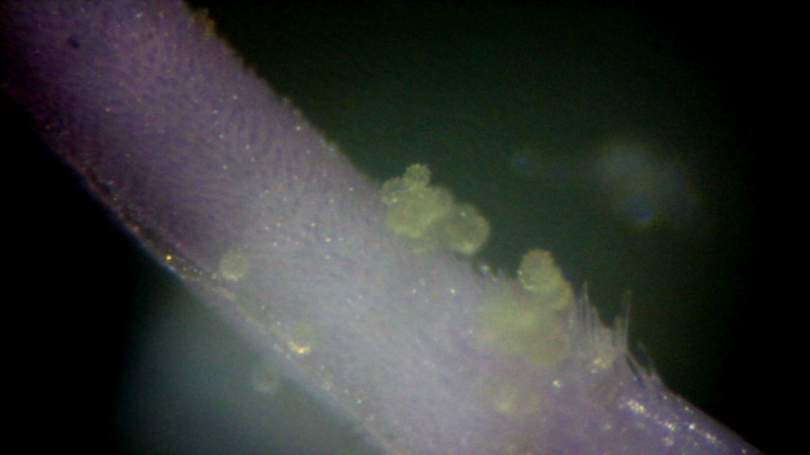 Ostrożeń polny - pyłęk pod mikroskopem