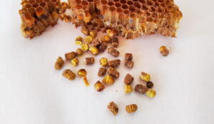 Właściwości pierzgi pszczelej