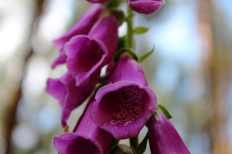 Naparstnica purpurowa